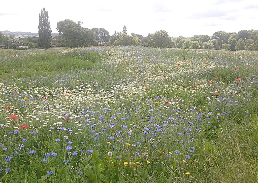 wildflowermeadow