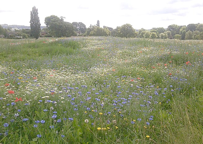 wildflowermeadow